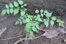 Sapling-of-Japanese-angelica-tree