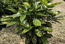 Japanese-Laurel-Plant