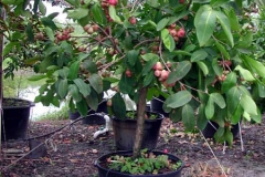 Small-Java-apple-plant