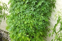 Jiaogulan-plant