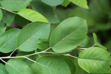 Leaves-of-Juneberry