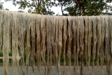 Jute-fiber