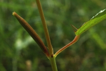 Jute-fruit