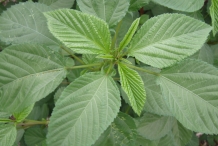 Leaves-of-Jute