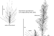 Plant-Illustration-of-Kans-grass