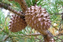 Mature-cones-of-Korean-pine