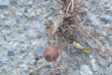 Root-system-of-Ladder-Fern