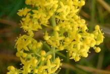 Flower-of-Ladys-bedstraw