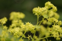 Flower-of-Ladys-Mantle