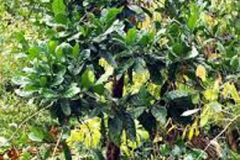 Liberian-coffee-plant