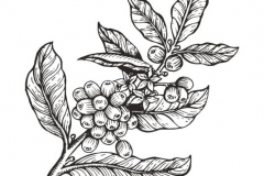Sketch-of-Liberian-coffee-plant
