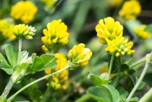 Flowers-of-Little-medick