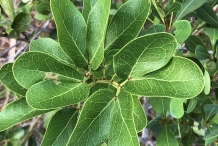 Closer-view-of-leaves-of-Locust-berry