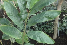 Leaves-of-Malacca-Ginger