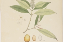 Plant-illustration-of-Marian-plum