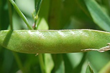 Immature-fruits-of-Marsh-Pea-plant