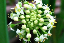 Closer-view-of-flower-of-Marsh-pennywort