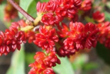 Flowers-of-Mastic-Gum-tree