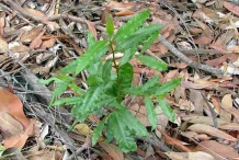 Saplings-of-Mickey-Mouse-Plant