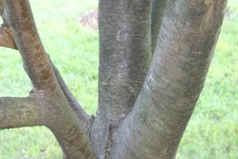 Trunk-of-Mountain-ash