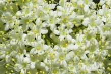 Closer-view-of-flower-of-Nannyberry-