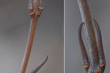 Twigs-and-buds-of-Nannyberry