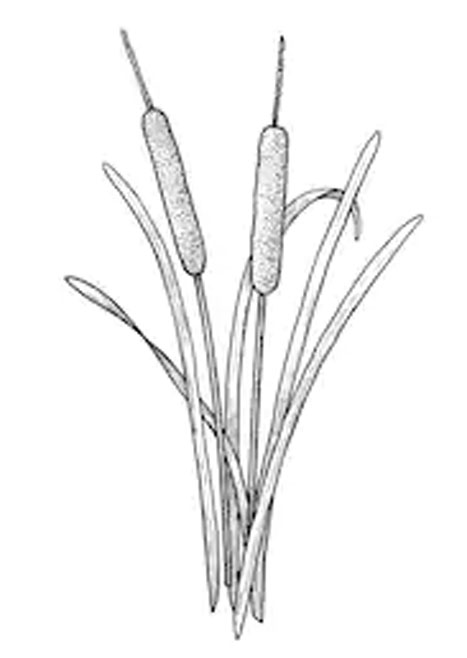 Coloring Cattails Coloring Pages