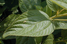 Leaf-of-New-Jersey-Tea plant