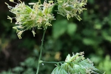 Flowers-of-Orchard-grass