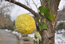 Mature-fruit-of-Osage-orange-on-the-tree