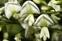 Closer-view-of-flower-of-Pagoda-tree