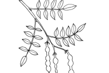 Sketch-of-Pagoda-tree