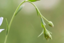 Flowering-buds-of-Pale-flax