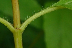 Stem of-Pale-Sunflower