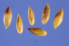 1_Seeds-of-Palm-Grass