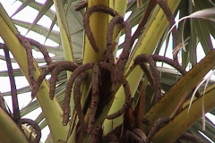 Male-tree-with-flower