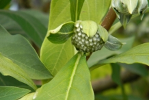 Flower-bud-of-Paperbush