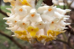 Closer-view-of-Flower-of-Paperbush
