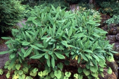 Paperbush-Plant-habit-in-Summer