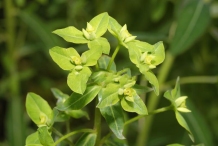 Leaves-of-Peking-spurge