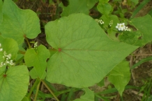 Perennial-Buckwheat-plant