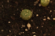 Seedling-of-Peyote