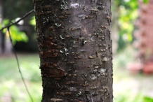 Bark-of-Pin-Cherry