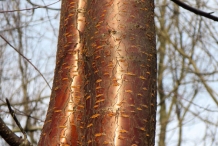 Trunk-of-Pin-Cherry