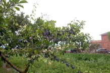 Plum fruit in the tree