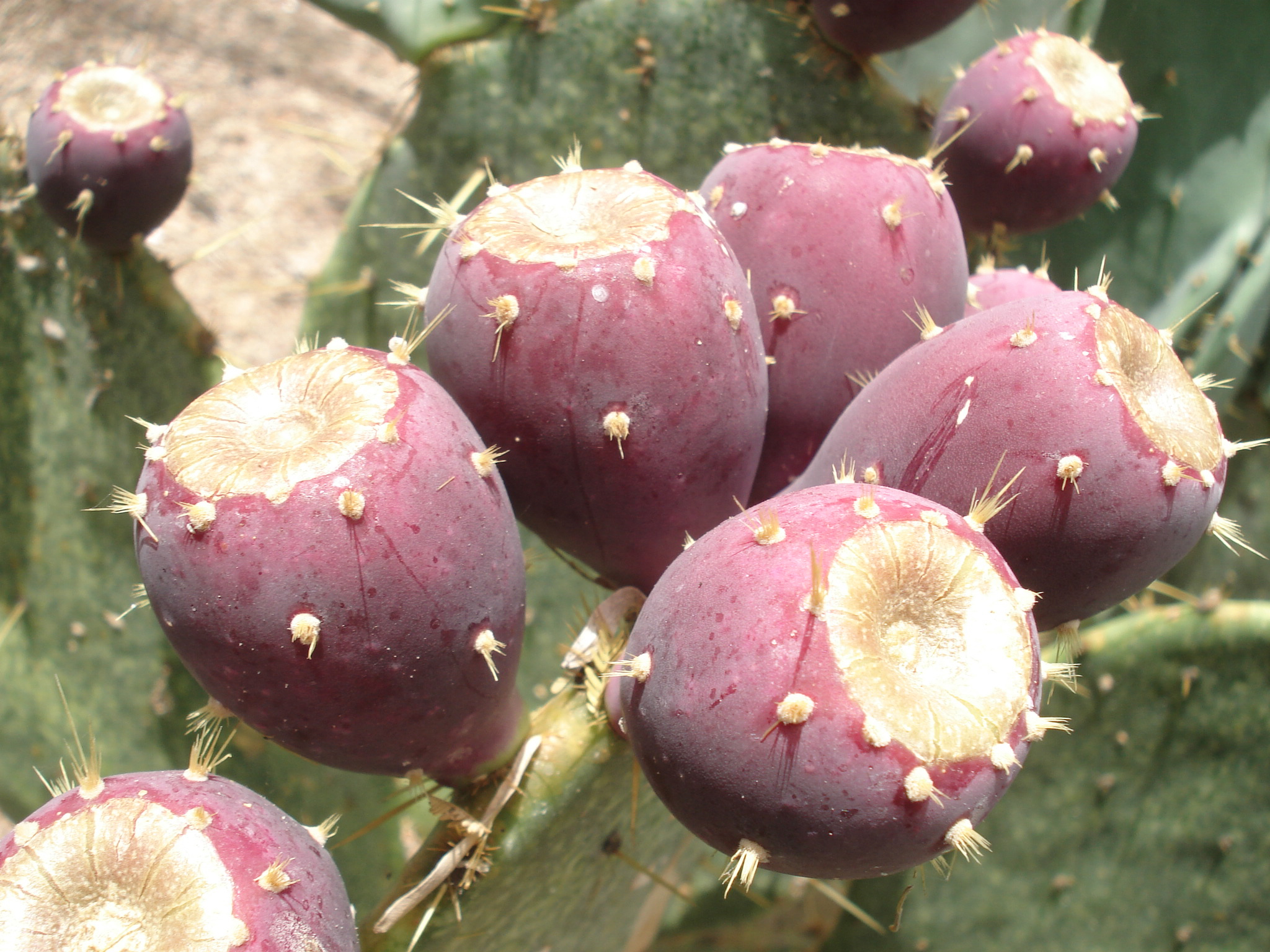 Prickly Pear Facts And Health Benefits