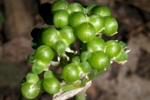 Immature-fruits-of-Ramp