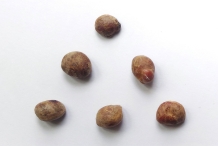 Seeds-of-Jaboticaba