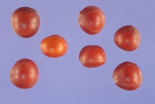 Seeds-of-Red-Bead-Tree