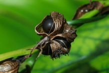 Mature-fruits-of-Red-Ginger